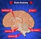 Brain function, human brain anatomy with Basal Ganglia, Cortex, Brain Stem, Cerebellum and Spinal Cord