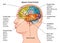 Brain functions chart