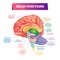 Brain functions vector illustration. Labeled explanation organ parts scheme