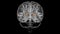 Brain globus pallidus Anatomy For Medical Concept 3D animation
