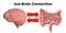 Brain-gut connection. Communication between these organs is important to understand the role of intestinal flora in the emergence