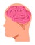 Brain of human, big head concept vector. Neurology problems, Parkinson disease and Alzheimer.