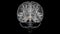 Brain Hypothalamus Anatomy For Medical Concept 3D animation