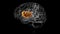 Brain insula Anatomy For Medical Concept 3D