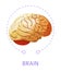 Brain internal organ isolated icon nervious system