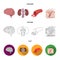 Brain, kidney, blood vessel, skin. Organs set collection icons in cartoon,outline,flat style vector symbol stock