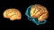 BRAIN-Left hemisphere 3D part