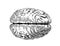 Brain lines vintage black and white