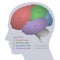 Brain Lobes Anatomical Regions Vertebrate Parts