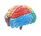 Brain lobes in different colors on white background