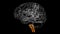 Brain Medulla oblongata Anatomy For Medical Concept 3D