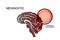 Brain, meningitis, the causative agent of meningitis