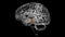 Brain Midbrain Anatomy For Medical Concept 3D