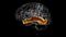 Brain middle temporal gyrus Anatomy For Medical Concept 3D