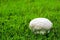 Brain mushrooms on the grass in the garden, resting concepts natural therapy