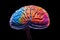 Brain neurogenesis hippocampus, prefrontal cortex intelligence, gray matter neural pathways in brainstem, neurology, human memory