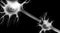 Brain - Neurons