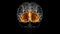 Brain occipital lobe Anatomy For Medical Concept 3D