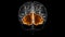 Brain occipital lobe Anatomy For Medical Concept 3D Animation