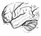 Brain of the Orangutan, vintage illustration