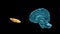 BRAIN-Posterior commissure parts