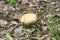 Brain puffball or skull-shaped puffball