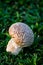 Brain puffball is a species of mushroom