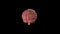 Brain rotating around on black background. 3D rendered looping animation