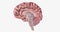 The Brain Sagittal Cross Section