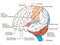 Brain sections diagram