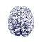 Brain sketch. VECTOR colored hand drawn human brain. Front view. Line work, blue.