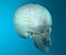 Brain skull x-ray head anatomy