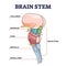 Brain stem parts anatomical model in educational labeled outline diagram