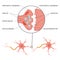 Brain Synapse Scheme Infographics