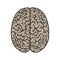 Brain top view illustration object