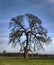 Brain Tree - Pasture Oak