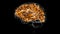 Brain White matter of cerebral hemisphere Anatomy For Medical Concept 3D