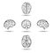 Brains from different sides isolated