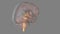 brainstem is the bottom, stalklike portion of your brain. It connects your brain to your spinal cord
