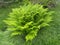 The brake fern grows among a grass