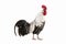 Brakel or Braekel Chicken, a Belgian Breed, Cockerel against White Background