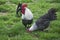 Brakel or Braekel Domestic Chicken, Cockerel with Hen, A Belgian Breed