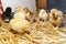 Bram`s two-day-old chickens in a box of straw, selectiv focus.