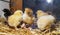 Bram`s two-day-old chickens in a box of straw, selectiv focus.