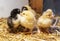 Bram`s two-day-old chickens in a box of straw, selectiv focus.