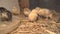 Bram`s two-day-old chickens in a box of straw, selectiv focus