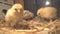 Bram`s two-day-old chickens in a box of straw, selectiv focus