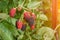 Bramble berry bush with black ripe berries closeup. The concept