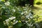 Bramble bush. White flowers of dewberry.