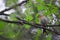 bramble finch (Fringilla montifringilla) female